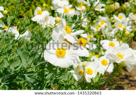 macro closeup of bright beautiful soft silky elegant white flowers of Romneya coulteri, the Coulter's Matilija California tree poppy against bright green leaves garden background 