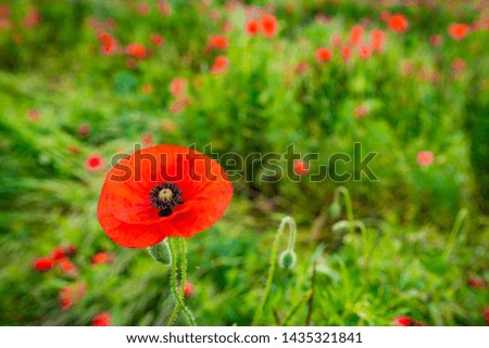Poppies in a meadow grass field - Remembrance Sunday background