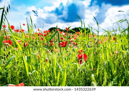Bright red Poppies in a meadow grass field - Remembrance Sunday background.