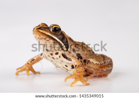 Small frog on a white table in a photo studio. A small amphibian from Central Europe. Light background.