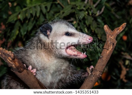 Virginia Opossum (Didelphis virginiana) pretended to be dead. Los Angeles, California, USA