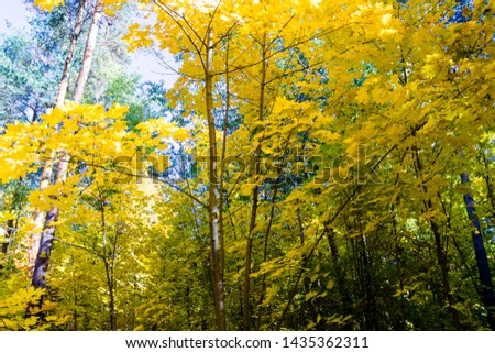 pictured in the photo Autumn forest nature.