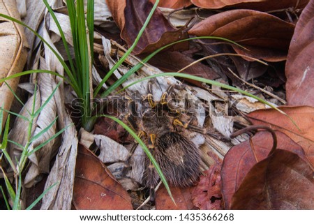 The Golden knee Tarantula in the forest