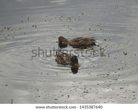 two ducks eat water weed in the river Neva