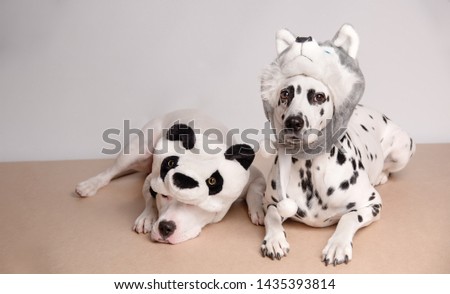 Two dogs in funny hats posing in front of camera on white background. White staffordshire bull terrier and dalmatian dog in hats of panda and husky. Boring tired friend