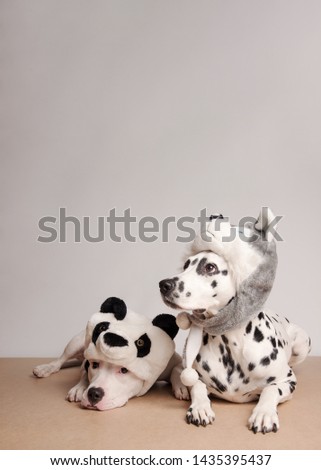 Two dogs in funny hats posing in front of camera on white background. White staffordshire bull terrier and dalmatian dog in hats of panda and husky. Boring tired friend