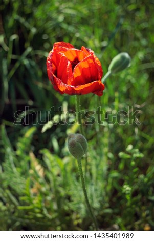 Poppy flower in the meadow (wild poppy flower)