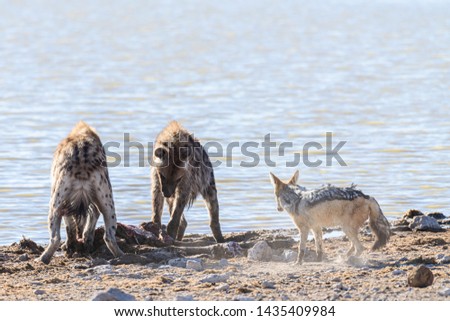 Black backed jackals harass and attempt to confuse a spotted hyena, allowing them to steal part of their kill at Etosha National Park, Namibia