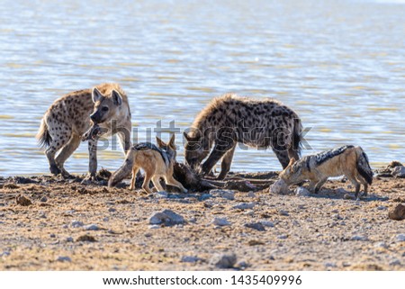 Black backed jackals harass and attempt to confuse a spotted hyena, allowing them to steal part of their kill at Etosha National Park, Namibia