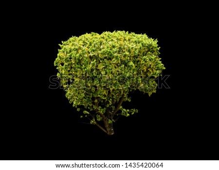 Tropical tree isolated on black background for design