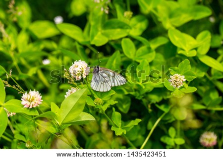 white butterflies sitting on flowers in a summer meadow
