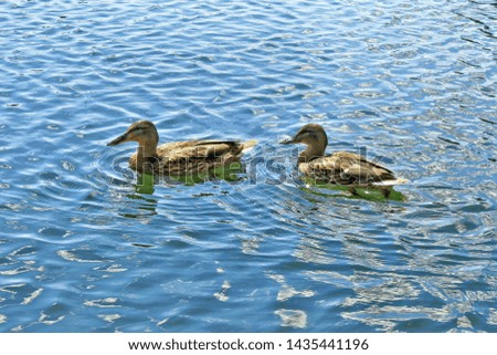 Two ducks swim on the pond in the summer sunny day