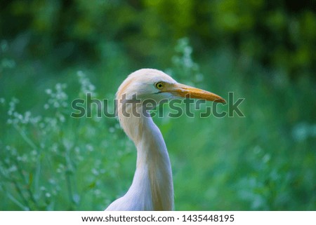 Beautiful Portrait of a Cattle Egret in its natural habitat surround by trees and plants