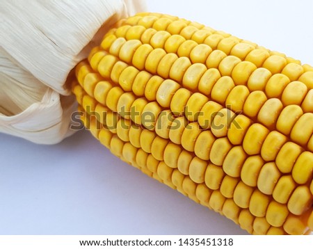 Dry corn or maize cob after harvest