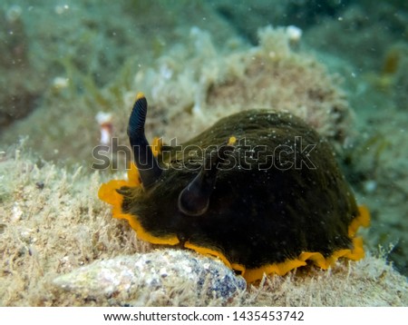 Sea slug Marbeled doris - Dendrodoris limbata black wersion crawling underwater. Picture from natural reserve in Slovenia, Adriatic sea