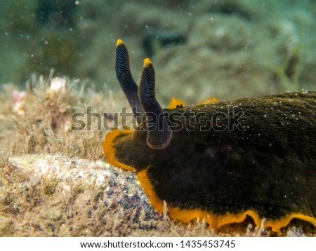 Sea slug Marbeled doris - Dendrodoris limbata black wersion crawling underwater. Picture from natural reserve in Slovenia, Adriatic sea