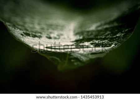 Raindrop on a leaf end