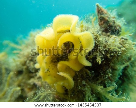 String og Nudibranch eggs laying on sea shell
