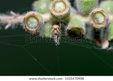 Closeup shot of a spider hunt for insects