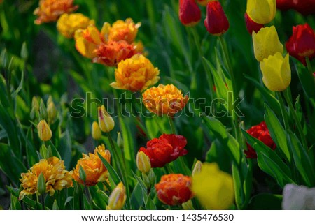 Close-up photography of the multi colored red, yellow, and orange-red tulips from Tulip Festival. Picture useful for web design and as a computer wallpaper.