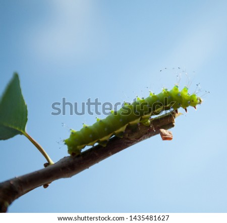 A green caterpillar from the family Pavlinoglazki (Saturniidae) sits on a branch. Bright insect against the blue sky.