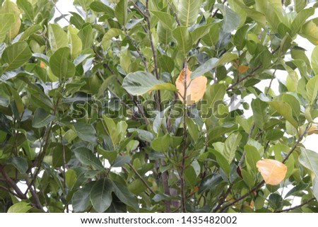 A picture of Green tree , green Leaves