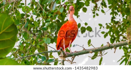 Scarlet Ibis bird is admired by the reddish coloration of feathers, Eudocimus ruber, tropical wader in the biosphere of the Old Port of Genoa