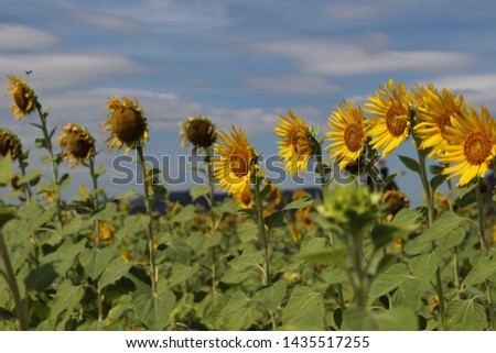 Sunflowers field at Lobburi province in Thailand