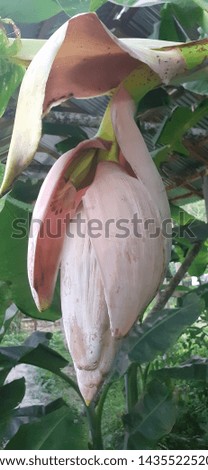 Beautiful young banana flower and background