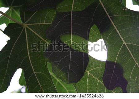 green leaves with abstract editing