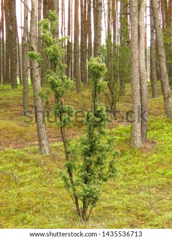 plant of common juniper, Juniperus communis, Royalty-Free Stock Photo #1435536713