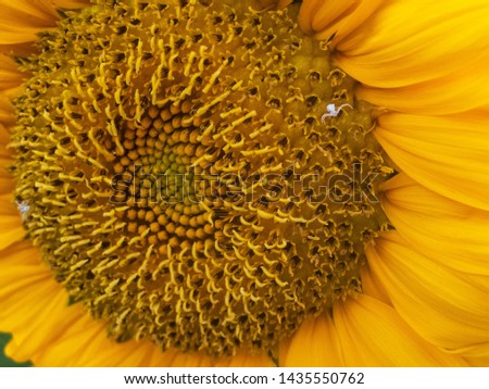 Close-up of little white spider on the yellow sunflower