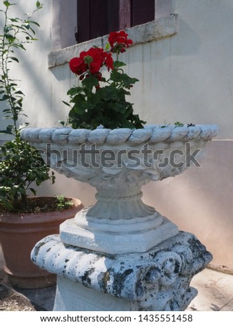 Elegant old decorated white vase, contains geranium plant.