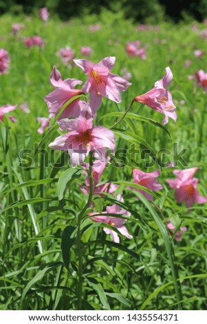 The valley where the Lilium rubellum blooms