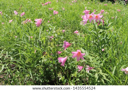 The valley where the Lilium rubellum blooms