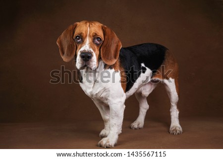 Portrait of beautiful american beagle dog standing against brown background