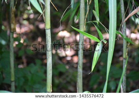 Thin bamboo background with sunlight on the ground behind it.  
