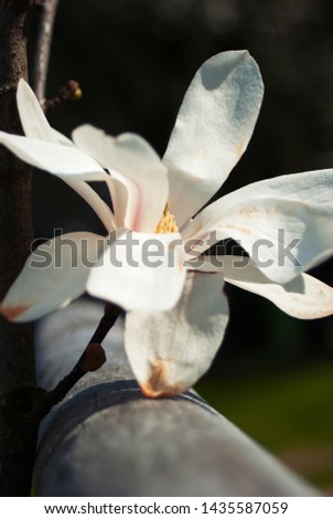 Flowering Magnolia in the spring
