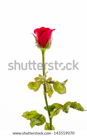 closeup and isolated beautiful red rose Thailand