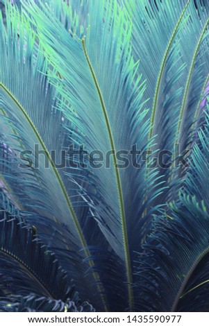 Striped of palm leaf, Abstract green red texture background, Vintage tone, colorful on dark tropical foliage nature background. tropical leaves, large foliage nature 