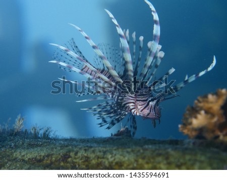 lionfish underwater tropical waters close up