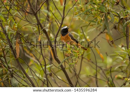 Common Redstart 
Latin name: Phoenicurus phoenicurus