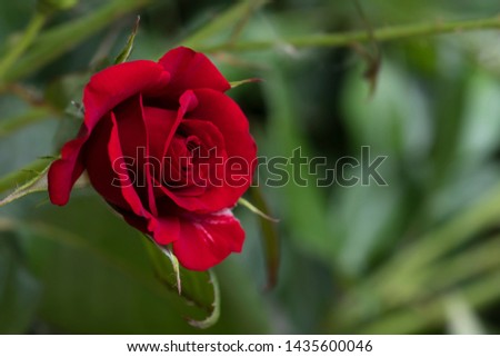 Scarlet red rose in green close-up. Symbol of love, postcards. space for text, horizontal