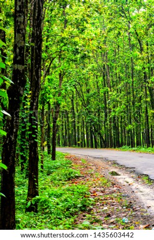 assam Forest natural beautiful pictures 