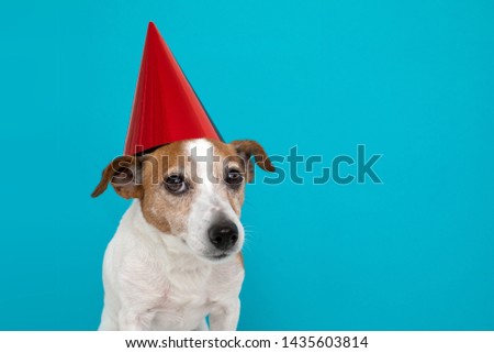 Cute dog in red party hat Designed colored circles with maker wishes happy birthday blue background studio shot