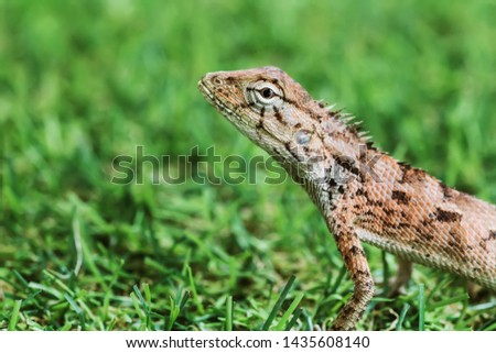 Closeup macro photo of lizards on the grass, selective focus