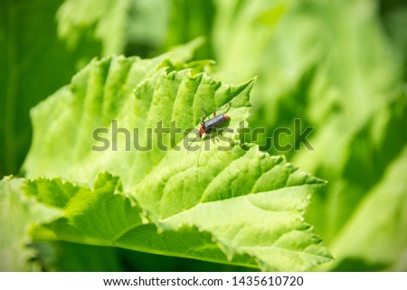 Beetle-firefighter on a leaf. Insect on green grass close-up.