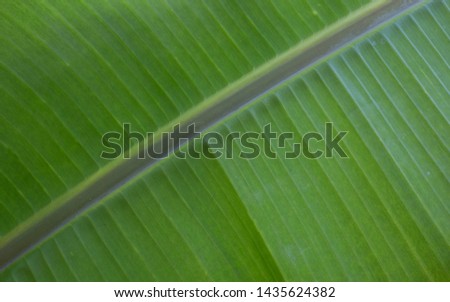 A close up of a  green banana leaf