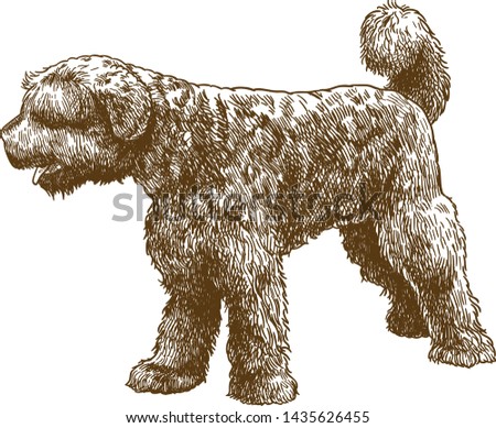 Vector antique engraving drawing illustration of portuguese water dog isolated on white background