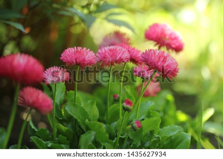 Large dark pink daisies in the garden of the cottage
